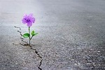 photo of a small purple flower growing through a crack in the asphalt