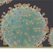 coronavirus pandemic