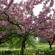 Cherry Blossom
