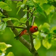 Birding for Beginners